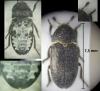 Dermestes sp.